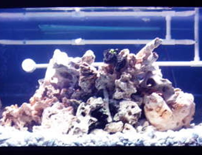 32767 gallons freshwater fish tank (mostly fish and non-living decorations) - 180Gallon Mixed Malawi reef Tank 32767 gallons freshwater fish tank (mostly fish and non-living decorations) - 180Gallon Mixed Malawi reef Tank