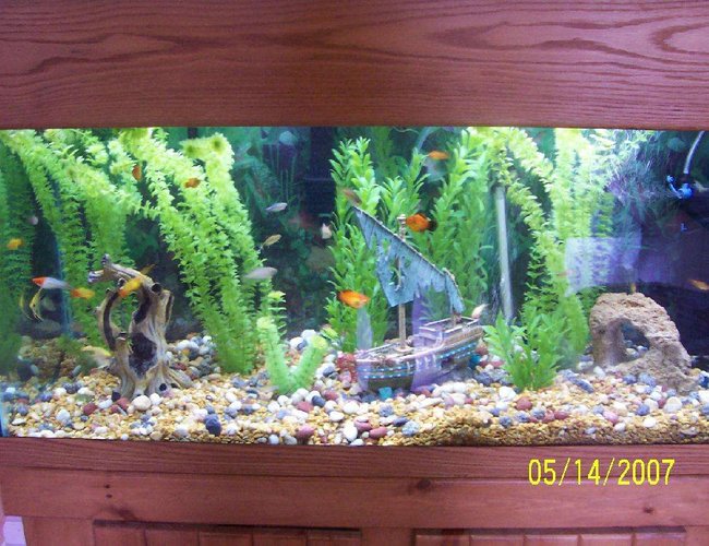 80 gallons freshwater fish tank (mostly fish and non-living decorations) - 80 gallon: Tropical Community: Temp: 80
Fish: 1.) 5 Australian Rainbowfish: 1 proved pair
2.) 1 koi swordtail male (NOT albino)- very nice
3.) 1 brick red swordtail who was originally a pregnant female who had fry and then actually changed its sex- swordtails can do this when they are still young!
4.) 1 high fin platy male, 3 red female platies
5.) 3 albino corydora catfish
6.) 1 veil marble angelfish, 1 regular marble angelfish - Maybe a pair
7.) 6 silver tip tetras
8.) 5 blue tetras
9.) 2 bolivian rams- might be a pair
I got lucky with pairs! All my fish get along great. I highly recommend the Bolivian rams, angelfish and Australian Rainbow fish. They are a joy to watch and have great personalities. 80 gallons freshwater fish tank (mostly fish and non-living decorations) - 80 gallon: Tropical Community: Temp: 80
Fish: 1.) 5 Australian Rainbowfish: 1 proved pair
2.) 1 koi swordtail male (NOT albino)- very nice
3.) 1 brick red swordtail who was originally a pregnant female who had fry and then actually changed its sex- swordtails can do this when they are still young!
4.) 1 high fin platy male, 3 red female platies
5.) 3 albino corydora catfish
6.) 1 veil marble angelfish, 1 regular marble angelfish - Maybe a pair
7.) 6 silver tip tetras
8.) 5 blue tetras
9.) 2 bolivian rams- might be a pair
I got lucky with pairs! All my fish get along great. I highly recommend the Bolivian rams, angelfish and Australian Rainbow fish. They are a joy to watch and have great personalities.