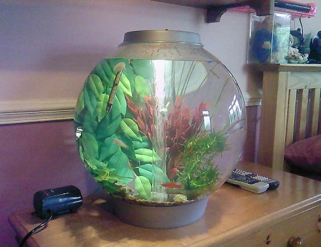 3 gallons freshwater fish tank (mostly fish and non-living decorations) - My new BiOrb I managed to Con my mom into having! 3 gallons freshwater fish tank (mostly fish and non-living decorations) - My new BiOrb I managed to Con my mom into having!
