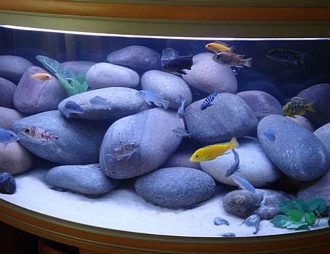 76 gallons freshwater fish tank (mostly fish and non-living decorations) - My Cichlid tank 76 gallons freshwater fish tank (mostly fish and non-living decorations) - My Cichlid tank