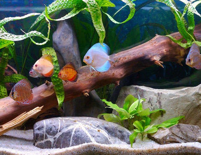 25 gallons freshwater fish tank (mostly fish and non-living decorations) - Modified setup 25 gallons freshwater fish tank (mostly fish and non-living decorations) - Modified setup