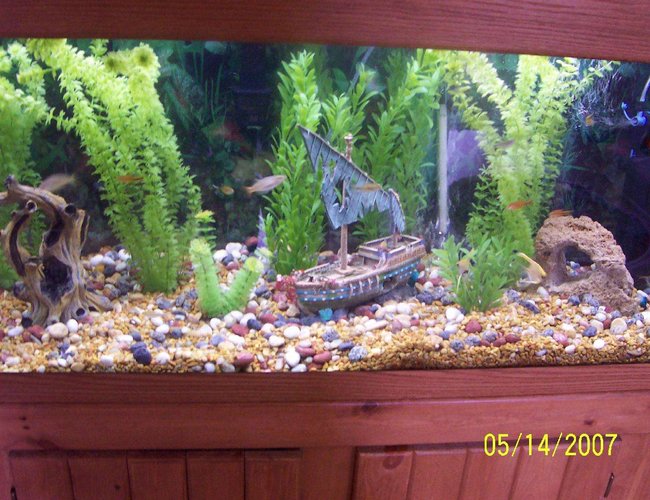 80 gallons freshwater fish tank (mostly fish and non-living decorations) - My freshwater community tank- 80 gallon 80 gallons freshwater fish tank (mostly fish and non-living decorations) - My freshwater community tank- 80 gallon