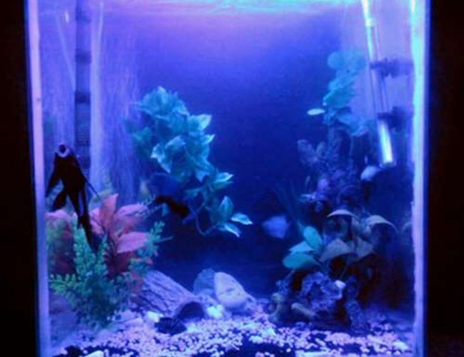 33 gallons freshwater fish tank (mostly fish and non-living decorations) - My Tank. 33 Gallons.
2 Labs
2 Parrots
2 Oscars
3 Plecos
1 Silver Dollar
1 Convict
Fake Plants and fake rock feature 33 gallons freshwater fish tank (mostly fish and non-living decorations) - My Tank. 33 Gallons.
2 Labs
2 Parrots
2 Oscars
3 Plecos
1 Silver Dollar
1 Convict
Fake Plants and fake rock feature
