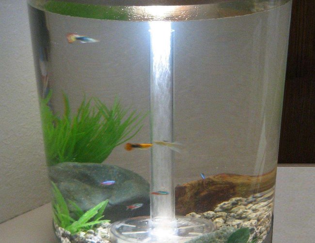 9 gallons freshwater fish tank (mostly fish and non-living decorations) - My First Fish Tank 9 gallons freshwater fish tank (mostly fish and non-living decorations) - My First Fish Tank
