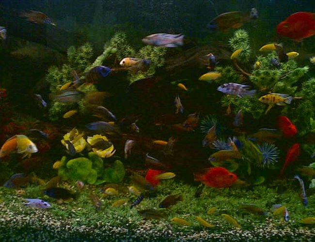 120 gallons freshwater fish tank (mostly fish and non-living decorations) - hi, i'm dan phoenix zabala, from aqua prince, tacloban city, philippines and this is my 48 x 24 x 24 cichlid tank. i'm using 4pcs. undergravel filter connected to 4pcs. powerheads. i use plastic plants and driftwoods for my decorations. i change 5% of water everyday. i feed my fishes with live shrimps. hope u'l like my cichlid tank set-up. thanks and more power!!!
p.s. sorry for the quality of my picture coz i dont have a digital camera, i just used my camera phone. tnx!
why i love cichlids? bcoz i love colorful fishes. and for me, cichlids are the most colorful freshwater fishes in the world. they are very hardy, intelligent and sometimes they can rival the colors of the marine fishes. that is why i love them since i was a kid. see video pics of my award winning, show quality african cichlids at youtube. just type AWARD WINNING AFRICAN CICHLIDS. they are more beautiful, colorful and stunning than my fishes here. tnx and happy viewing. 120 gallons freshwater fish tank (mostly fish and non-living decorations) - hi, i'm dan phoenix zabala, from aqua prince, tacloban city, philippines and this is my 48 x 24 x 24 cichlid tank. i'm using 4pcs. undergravel filter connected to 4pcs. powerheads. i use plastic plants and driftwoods for my decorations. i change 5% of water everyday. i feed my fishes with live shrimps. hope u'l like my cichlid tank set-up. thanks and more power!!!
p.s. sorry for the quality of my picture coz i dont have a digital camera, i just used my camera phone. tnx!
why i love cichlids? bcoz i love colorful fishes. and for me, cichlids are the most colorful freshwater fishes in the world. they are very hardy, intelligent and sometimes they can rival the colors of the marine fishes. that is why i love them since i was a kid. see video pics of my award winning, show quality african cichlids at youtube. just type AWARD WINNING AFRICAN CICHLIDS. they are more beautiful, colorful and stunning than my fishes here. tnx and happy viewing.