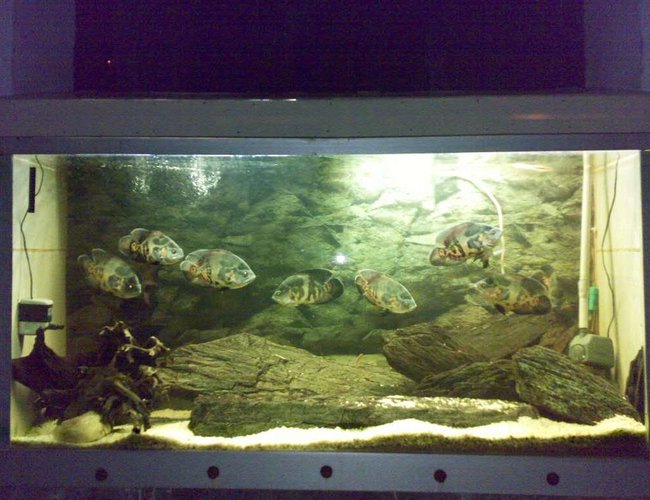 260 gallons freshwater fish tank (mostly fish and non-living decorations) - Oscar Tank.... 10 Tiger Oscar 260 gallons freshwater fish tank (mostly fish and non-living decorations) - Oscar Tank.... 10 Tiger Oscar