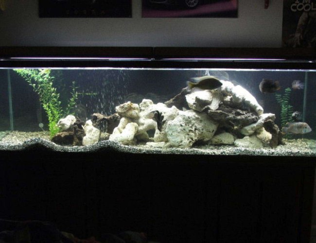 125 gallons freshwater fish tank (mostly fish and non-living decorations) - 125 gallon tank with 5 cichlids and 1 algea eater. 125 gallons freshwater fish tank (mostly fish and non-living decorations) - 125 gallon tank with 5 cichlids and 1 algea eater.