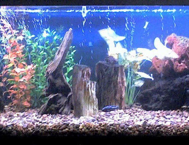 60 gallons freshwater fish tank (mostly fish and non-living decorations) - My aggressive buggers tank. Got 2 Mbuna Cichlids, Synodontis Catfish, Tiger Botia Loach, Banded Leporinus, Rainbow Shark, Spotted Climbing Perch, Striped Headstander, Chinese Algae Eater, Blue Crayfish, Amazon River Prawn, and 5 Mystery Snails in there. Sorry about the quality, took the pic. with my phone's camera. 60 gallons freshwater fish tank (mostly fish and non-living decorations) - My aggressive buggers tank. Got 2 Mbuna Cichlids, Synodontis Catfish, Tiger Botia Loach, Banded Leporinus, Rainbow Shark, Spotted Climbing Perch, Striped Headstander, Chinese Algae Eater, Blue Crayfish, Amazon River Prawn, and 5 Mystery Snails in there. Sorry about the quality, took the pic. with my phone's camera.