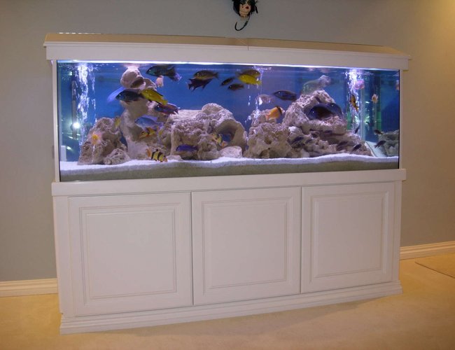 172 gallons freshwater fish tank (mostly fish and non-living decorations) - Cichlids Cove 172 gallons freshwater fish tank (mostly fish and non-living decorations) - Cichlids Cove