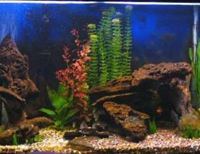 65 gallons freshwater fish tank (mostly fish and non-living decorations) - First pick; better to come. 65 gallons freshwater fish tank (mostly fish and non-living decorations) - First pick; better to come.