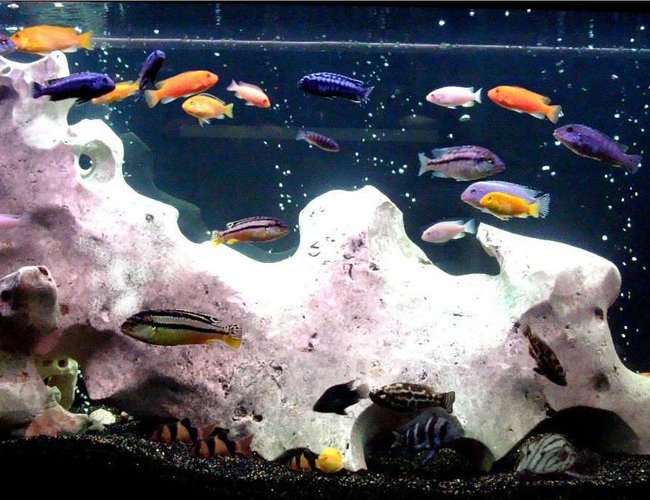 138 gallons freshwater fish tank (mostly fish and non-living decorations) - my 2nd tank. side A 138 gallons freshwater fish tank (mostly fish and non-living decorations) - my 2nd tank. side A