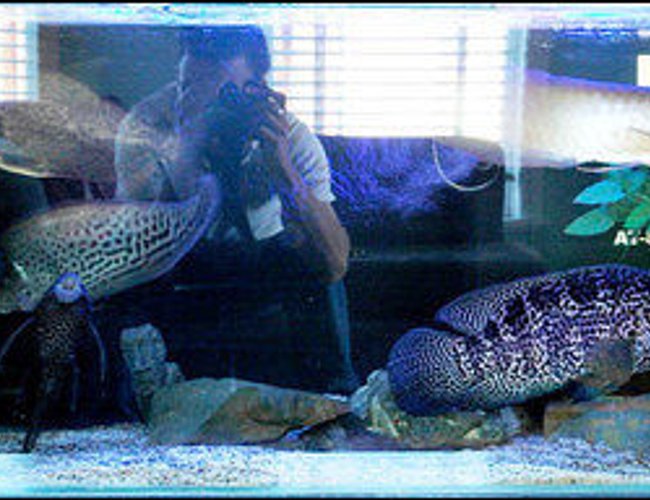 1000 gallons freshwater fish tank (mostly fish and non-living decorations) - jag, royal clown knife, arowana, red devils etc. Not usually hel all together but looked cool while there temporarily so took photo! 1000 gallons freshwater fish tank (mostly fish and non-living decorations) - jag, royal clown knife, arowana, red devils etc. Not usually hel all together but looked cool while there temporarily so took photo!