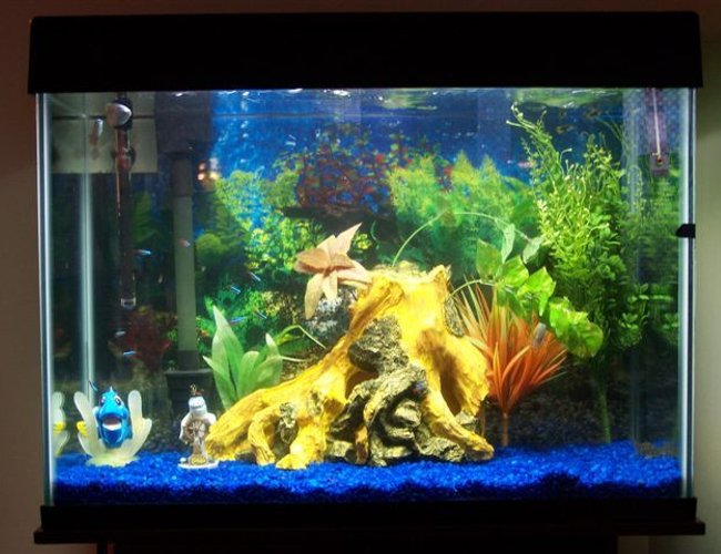 32 gallons freshwater fish tank (mostly fish and non-living decorations) - 32 gallon Eclipse Tank 32 gallons freshwater fish tank (mostly fish and non-living decorations) - 32 gallon Eclipse Tank