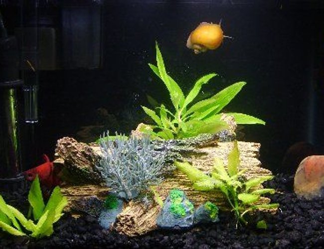 3 gallons freshwater fish tank (mostly fish and non-living decorations) - The Three Amigos 3 gallons freshwater fish tank (mostly fish and non-living decorations) - The Three Amigos