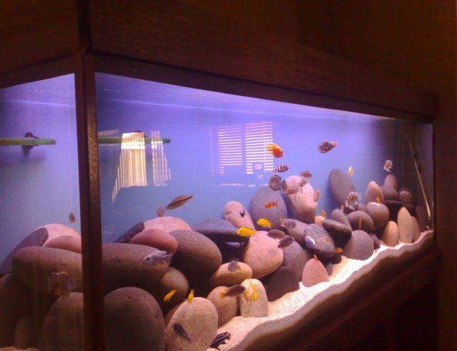 1892 gallons freshwater fish tank (mostly fish and non-living decorations) - fish tank pic number2 1892 gallons freshwater fish tank (mostly fish and non-living decorations) - fish tank pic number2