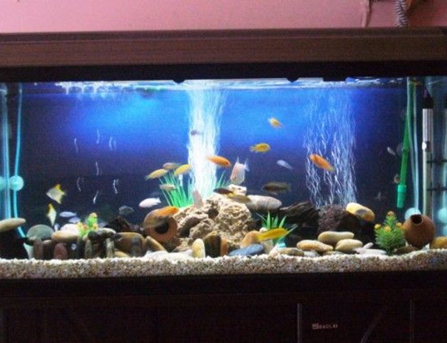 60 gallons freshwater fish tank (mostly fish and non-living decorations) - cichi 60 gallons freshwater fish tank (mostly fish and non-living decorations) - cichi