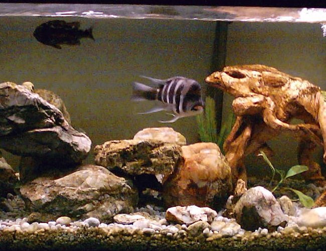 80 gallons freshwater fish tank (mostly fish and non-living decorations) - 80 Gallon African Cichlid Tank
Fluval 404 80 gallons freshwater fish tank (mostly fish and non-living decorations) - 80 Gallon African Cichlid Tank
Fluval 404