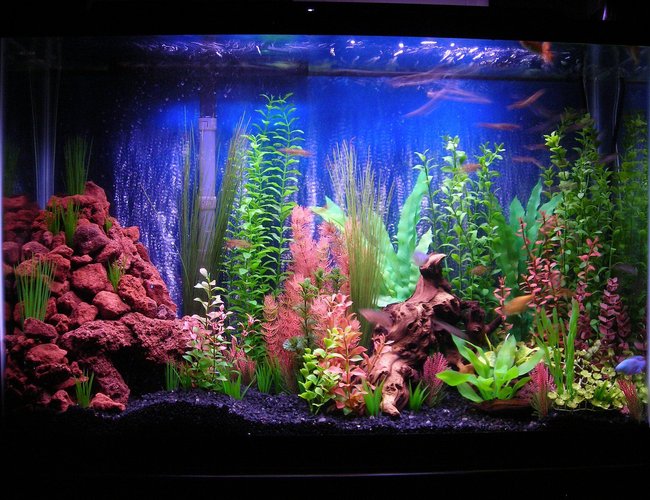 45 gallons freshwater fish tank (mostly fish and non-living decorations) - 45g community, My first tank attempt so comments and suggestions greatly appreciated 45 gallons freshwater fish tank (mostly fish and non-living decorations) - 45g community, My first tank attempt so comments and suggestions greatly appreciated