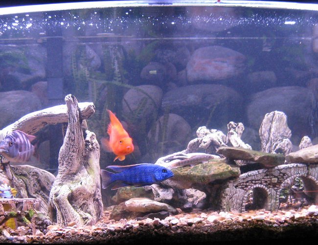 70 gallons freshwater fish tank (mostly fish and non-living decorations) - Cichlids:
2 - Jack Dempseys (Jack & JJ)
1 - Yellow Lab (Stripe)
1 - Super VC10 (Spot)
1 - Hap Ahli (Ice)
1 - Tropheus duboisi (Ringo)
1 - Julidochromis marlieri Burundi (Grid)
1 - Blood Parrot (Bubbles)
1 - Hemichromis stellifer (Jewel)
Other:
2 - Green corys
1 - pleco (free, must pick up)
2 - rosy barbs (will be eaten soon)
4 - algae eaters (transferred from dismantled tanks)
3 - prawn (now big enough to fend off the big guys) 70 gallons freshwater fish tank (mostly fish and non-living decorations) - Cichlids:
2 - Jack Dempseys (Jack & JJ)
1 - Yellow Lab (Stripe)
1 - Super VC10 (Spot)
1 - Hap Ahli (Ice)
1 - Tropheus duboisi (Ringo)
1 - Julidochromis marlieri Burundi (Grid)
1 - Blood Parrot (Bubbles)
1 - Hemichromis stellifer (Jewel)
Other:
2 - Green corys
1 - pleco (free, must pick up)
2 - rosy barbs (will be eaten soon)
4 - algae eaters (transferred from dismantled tanks)
3 - prawn (now big enough to fend off the big guys)