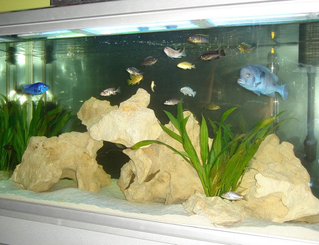 82 gallons freshwater fish tank (mostly fish and non-living decorations) - 4ft African Tank 82 gallons freshwater fish tank (mostly fish and non-living decorations) - 4ft African Tank