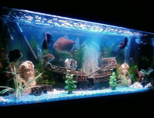 70 gallons freshwater fish tank (mostly fish and non-living decorations) - tank just before feeding the oscars take over making sure they get first bite 70 gallons freshwater fish tank (mostly fish and non-living decorations) - tank just before feeding the oscars take over making sure they get first bite