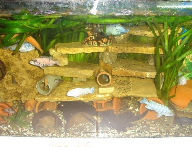 70 gallons freshwater fish tank (mostly fish and non-living decorations) - cichlid malawi 70 gallons freshwater fish tank (mostly fish and non-living decorations) - cichlid malawi