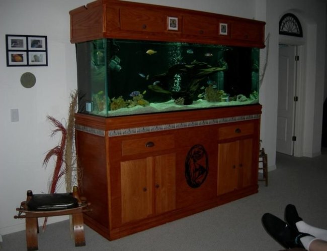 265 gallons freshwater fish tank (mostly fish and non-living decorations) - My 265 with hand made Hood and Stand.
72" solar hood power compact 6 X 65W lights with wireless programable remote, Seio 820 twin power heads, Twin Magdrive 1200 pumps, 300 sump, plus UV Sterilizer 265 gallons freshwater fish tank (mostly fish and non-living decorations) - My 265 with hand made Hood and Stand.
72" solar hood power compact 6 X 65W lights with wireless programable remote, Seio 820 twin power heads, Twin Magdrive 1200 pumps, 300 sump, plus UV Sterilizer