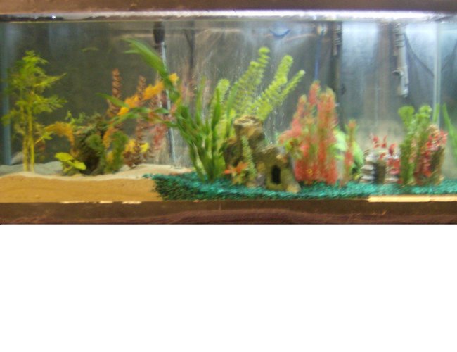 88 gallons freshwater fish tank (mostly fish and non-living decorations) - My Tank 88 gallons freshwater fish tank (mostly fish and non-living decorations) - My Tank