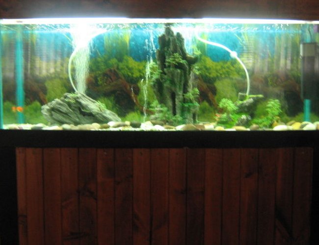51 gallons freshwater fish tank (mostly fish and non-living decorations) - My Tank - Full View
Quite dim lighting- will get a better pic up soon! 51 gallons freshwater fish tank (mostly fish and non-living decorations) - My Tank - Full View
Quite dim lighting- will get a better pic up soon!