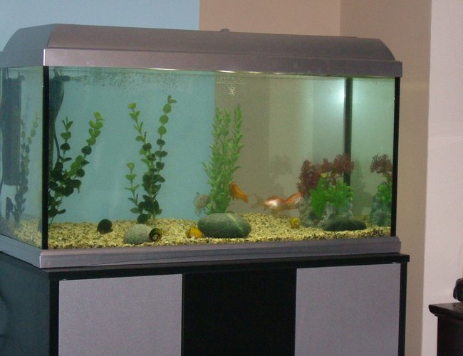 25 gallons freshwater fish tank (mostly fish and non-living decorations) - The whole tank.. really dull and boring I know :( 25 gallons freshwater fish tank (mostly fish and non-living decorations) - The whole tank.. really dull and boring I know :(