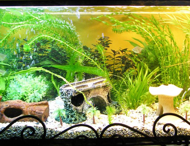 32 gallons freshwater fish tank (mostly fish and non-living decorations) - full view of my aquarium. 32 gallons freshwater fish tank (mostly fish and non-living decorations) - full view of my aquarium.