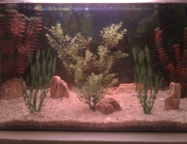 45 gallons freshwater fish tank (mostly fish and non-living decorations) - nothing g8t ...... 45 gallons freshwater fish tank (mostly fish and non-living decorations) - nothing g8t ......
