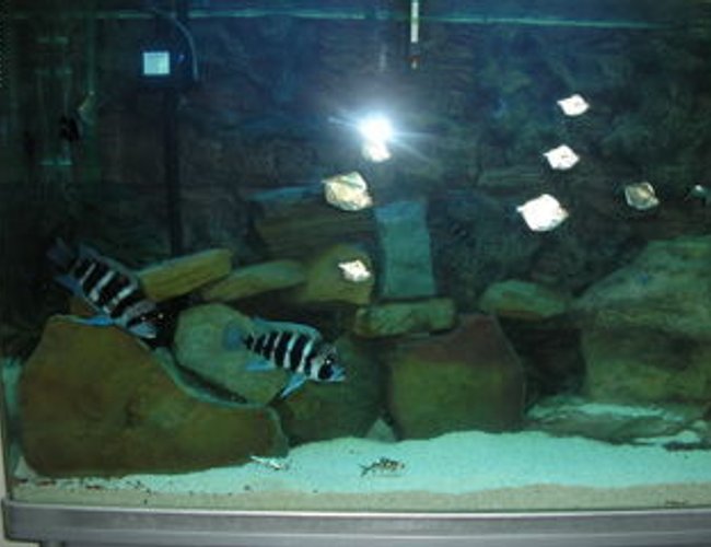 158 gallons freshwater fish tank (mostly fish and non-living decorations) - one of the tanks...have more to go yet 158 gallons freshwater fish tank (mostly fish and non-living decorations) - one of the tanks...have more to go yet
