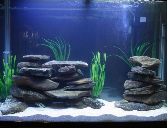 105 gallons freshwater fish tank (mostly fish and non-living decorations) - Aqua Home 105 gallons freshwater fish tank (mostly fish and non-living decorations) - Aqua Home