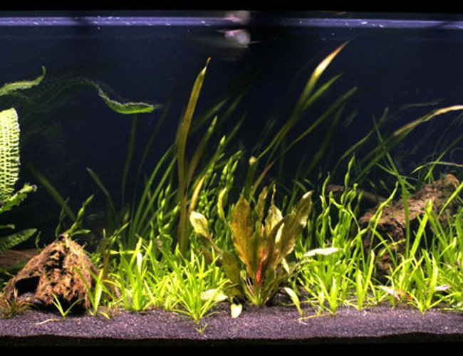 200 gallons freshwater fish tank (mostly fish and non-living decorations) - 720L / 200G 200 gallons freshwater fish tank (mostly fish and non-living decorations) - 720L / 200G