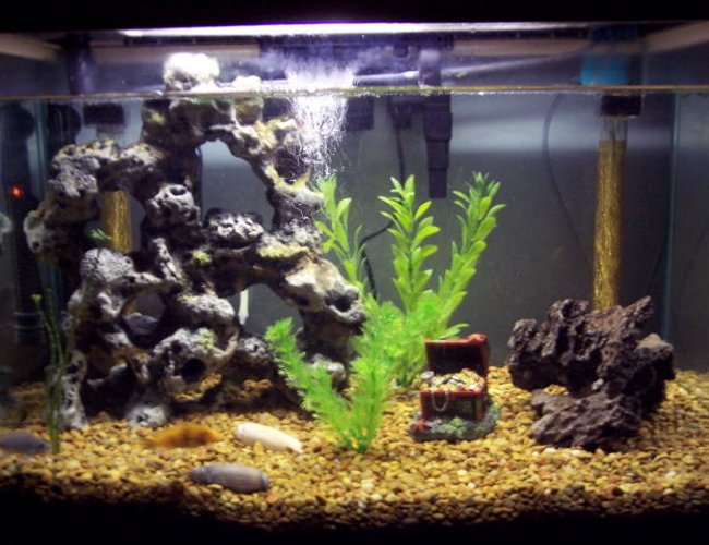 25 gallons freshwater fish tank (mostly fish and non-living decorations) 25 gallons freshwater fish tank (mostly fish and non-living decorations)