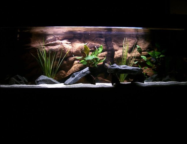 132 gallons freshwater fish tank (mostly fish and non-living decorations) - Nolans new tank. comments welcome! 132 gallons freshwater fish tank (mostly fish and non-living decorations) - Nolans new tank. comments welcome!