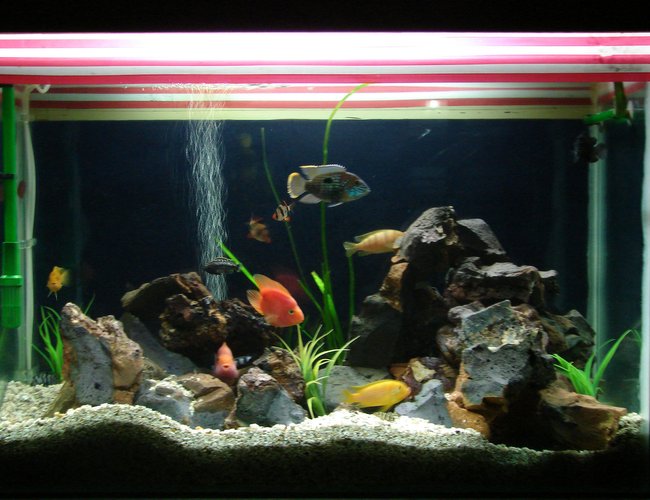 67 gallons freshwater fish tank (mostly fish and non-living decorations) - malawi cichlid tank 67 gallons freshwater fish tank (mostly fish and non-living decorations) - malawi cichlid tank