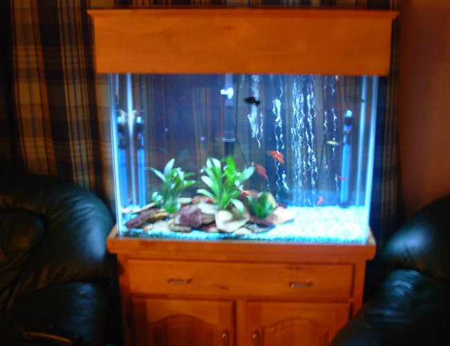 33 gallons freshwater fish tank (mostly fish and non-living decorations) - away shot of tank 33 gallons freshwater fish tank (mostly fish and non-living decorations) - away shot of tank