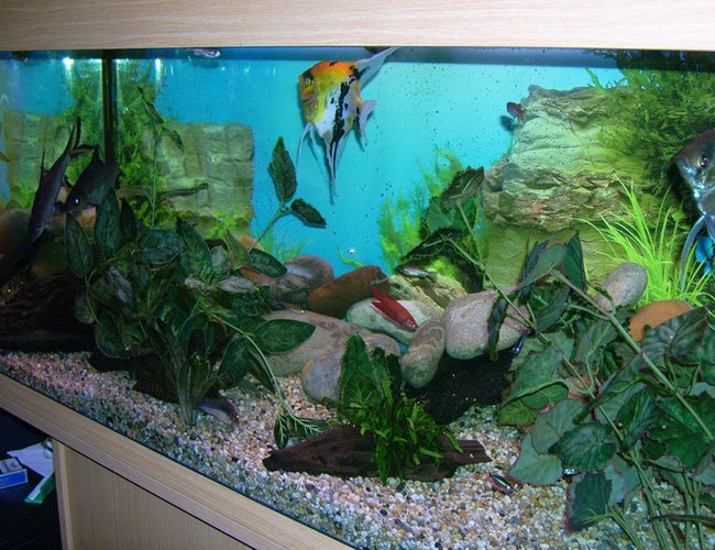 46 gallons freshwater fish tank (mostly fish and non-living decorations) - Here you can see most of the varietys of fish i have although alot seem to be hiding. I never see the clown loach as they only really come out at night but you can spot the plec on the bottom left 46 gallons freshwater fish tank (mostly fish and non-living decorations) - Here you can see most of the varietys of fish i have although alot seem to be hiding. I never see the clown loach as they only really come out at night but you can spot the plec on the bottom left
