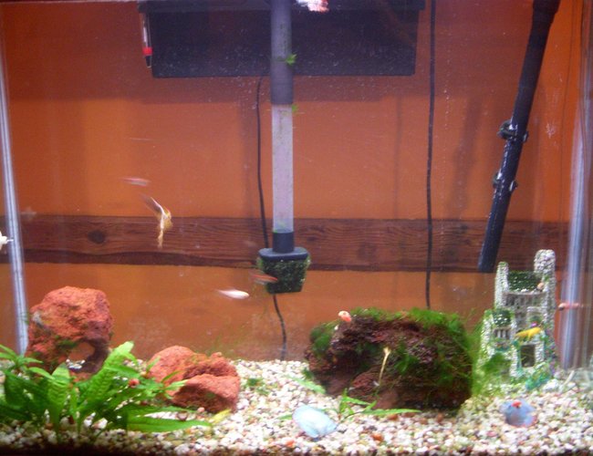 45 gallons freshwater fish tank (mostly fish and non-living decorations) - carlos's tank 45 gallons freshwater fish tank (mostly fish and non-living decorations) - carlos's tank