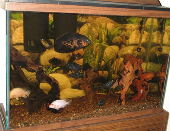 45 gallons freshwater fish tank (mostly fish and non-living decorations) - American cichlids w/mopani driftwood decor in 45 gallon tall 45 gallons freshwater fish tank (mostly fish and non-living decorations) - American cichlids w/mopani driftwood decor in 45 gallon tall
