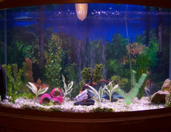 46 gallons freshwater fish tank (mostly fish and non-living decorations) - this my 46 gallon front curvde tank.i have mostly all tropical fish,neon tetras,zebra danios,angel fish,chinese sucker fish,and a big O black sucker fish.im just starting on live plants.a few just added to my tank. 46 gallons freshwater fish tank (mostly fish and non-living decorations) - this my 46 gallon front curvde tank.i have mostly all tropical fish,neon tetras,zebra danios,angel fish,chinese sucker fish,and a big O black sucker fish.im just starting on live plants.a few just added to my tank.