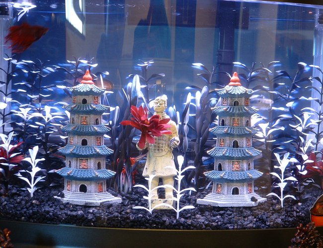 7 gallons freshwater fish tank (mostly fish and non-living decorations) - my bettas one man (fish) studio apt. (7gal) 7 gallons freshwater fish tank (mostly fish and non-living decorations) - my bettas one man (fish) studio apt. (7gal)