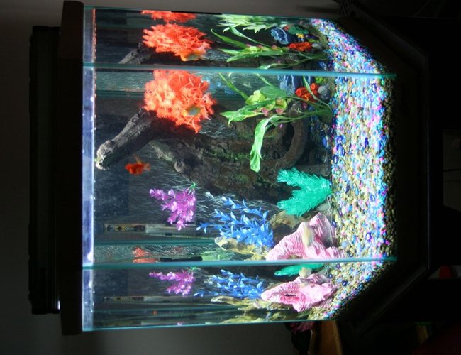 43 gallons freshwater fish tank (mostly fish and non-living decorations) - Front view of 43 GL tank. Sweetheart Parrot in the front. As always 43 gallons freshwater fish tank (mostly fish and non-living decorations) - Front view of 43 GL tank. Sweetheart Parrot in the front. As always