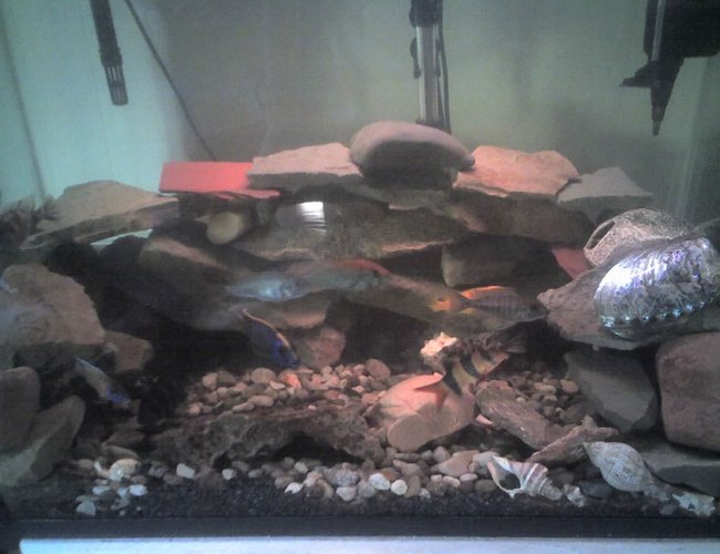 60 gallons freshwater fish tank (mostly fish and non-living decorations) - another view of the new setup 60 gallons freshwater fish tank (mostly fish and non-living decorations) - another view of the new setup