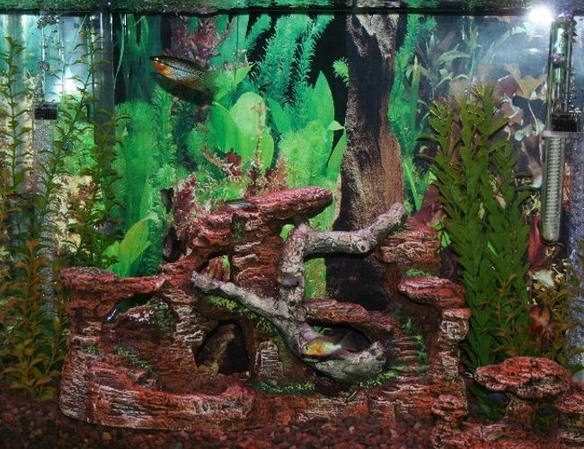 39 gallons freshwater fish tank (mostly fish and non-living decorations) - 39 Gallon Freshwater Tank 39 gallons freshwater fish tank (mostly fish and non-living decorations) - 39 Gallon Freshwater Tank