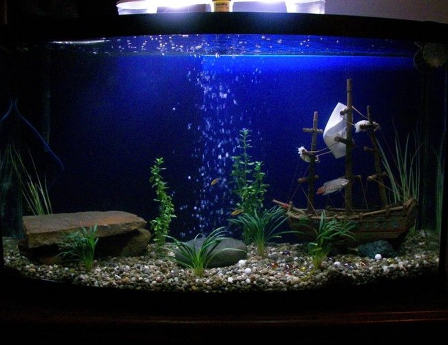 46 gallons freshwater fish tank (mostly fish and non-living decorations) - My new 46gal Bow with a pirate theme. 46 gallons freshwater fish tank (mostly fish and non-living decorations) - My new 46gal Bow with a pirate theme.