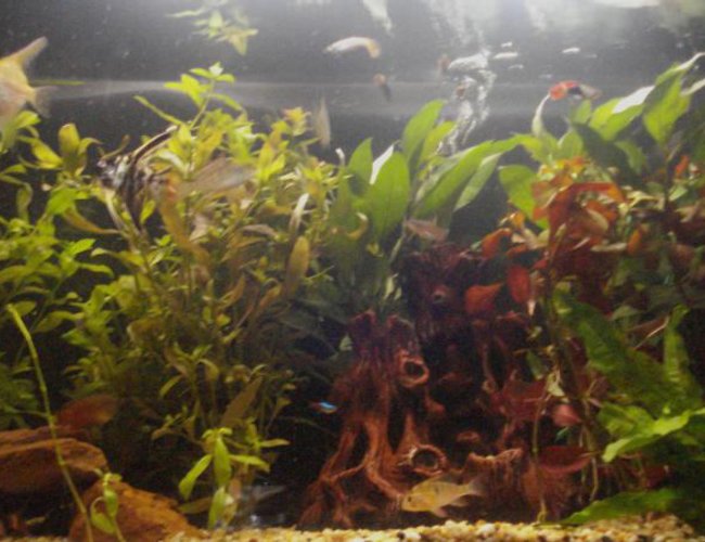 33 gallons freshwater fish tank (mostly fish and non-living decorations) - stage 2 of my tank new plants starting to get the look im searchin for 33 gallons freshwater fish tank (mostly fish and non-living decorations) - stage 2 of my tank new plants starting to get the look im searchin for