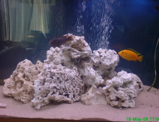 280 gallons freshwater fish tank (mostly fish and non-living decorations) - chiclid tank 280 gallons freshwater fish tank (mostly fish and non-living decorations) - chiclid tank